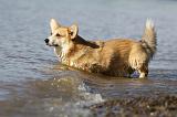 CORGI PEMBROKE 767